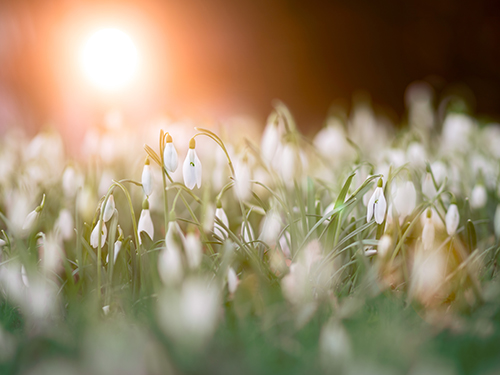 500-close-up-photo-of-a-bed-of-white-flowers-953241.jpg