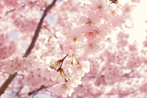 500-selective-focus-photography-of-pink-cherry-blossom-flowers-2099737.jpg