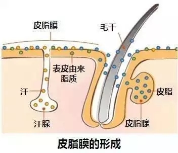 皮脂膜形成.jpg